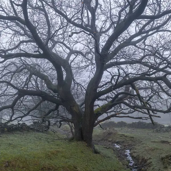 April mists