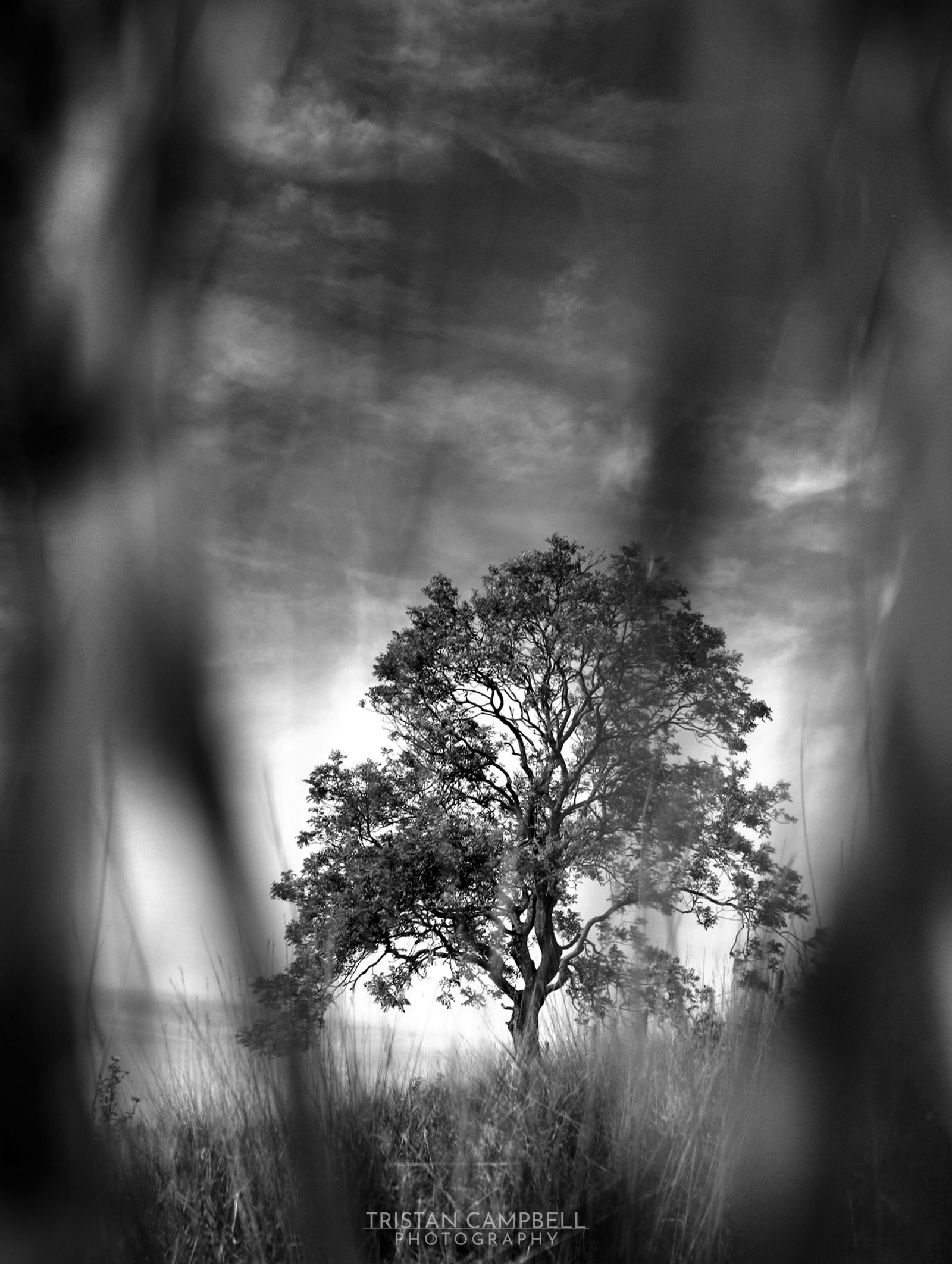 A black and white photograph of a single tree standing in an open field, viewed through blurred foreground foliage. The tree has a gnarled trunk and a canopy of thin branches with sparse leaves. Above, the sky is overcast with a mix of light and dark cloud formations.