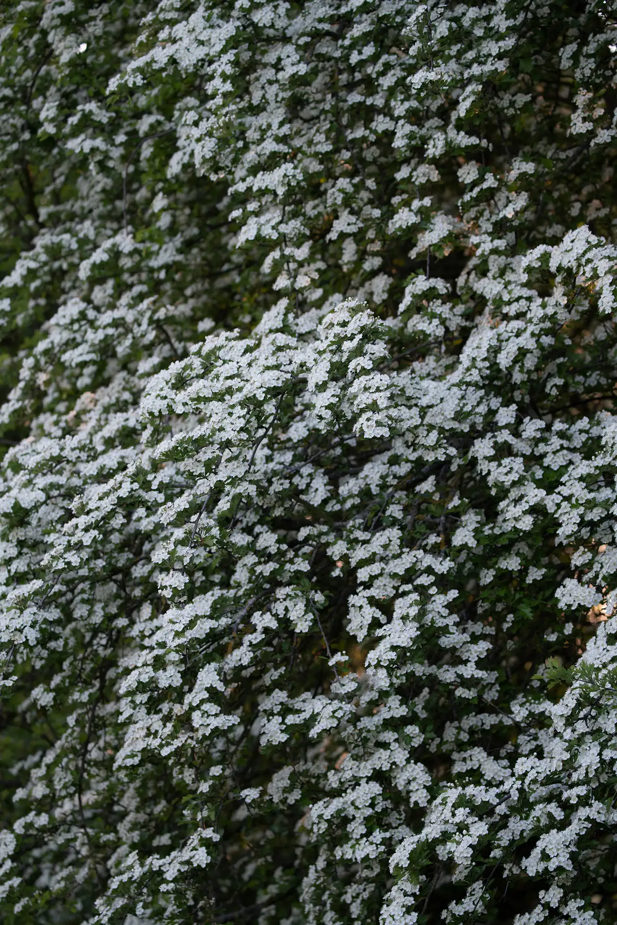 White hawthorn blossom covering a dense green hedgerow in spring