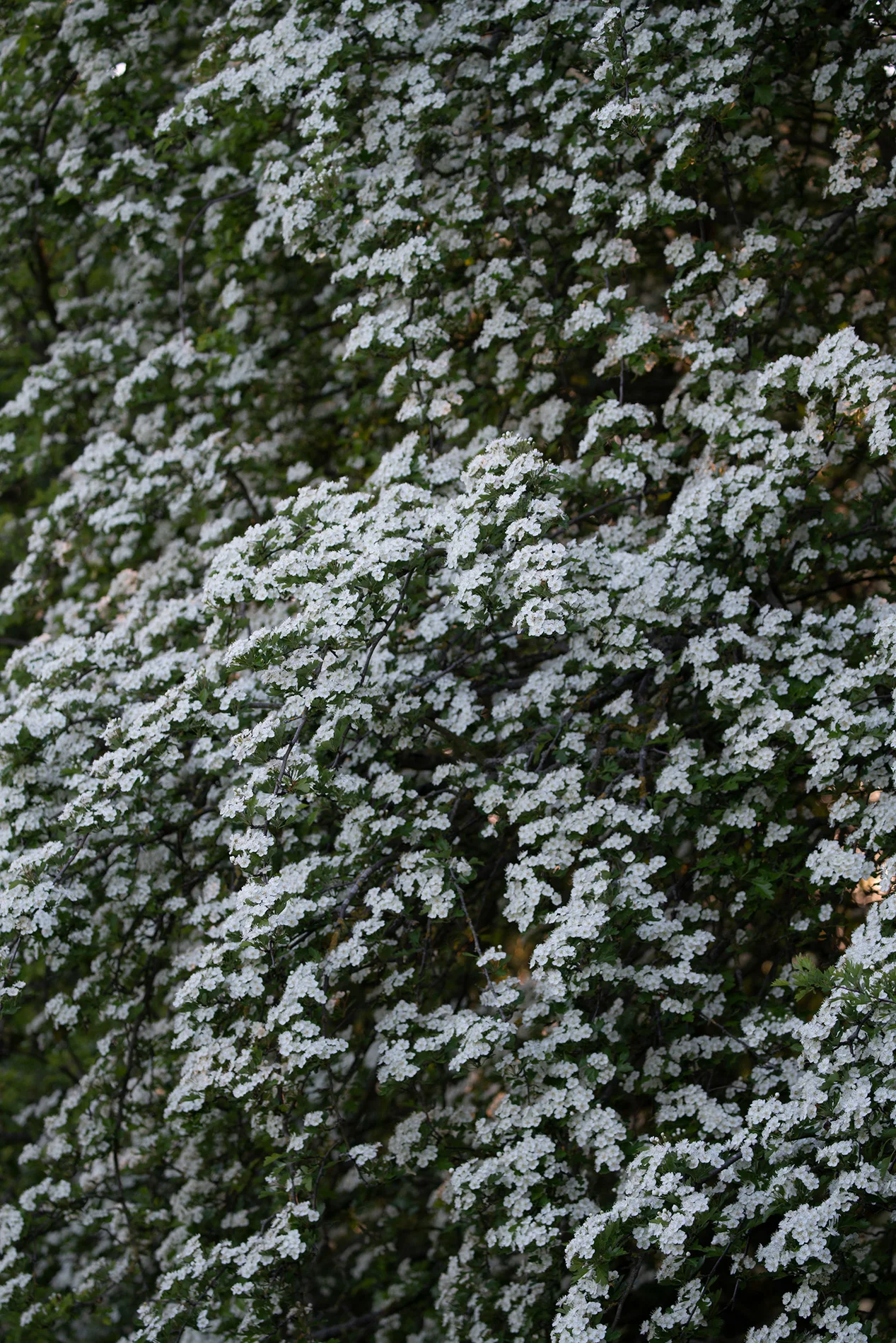 White hawthorn blossom covering a dense green hedgerow in spring