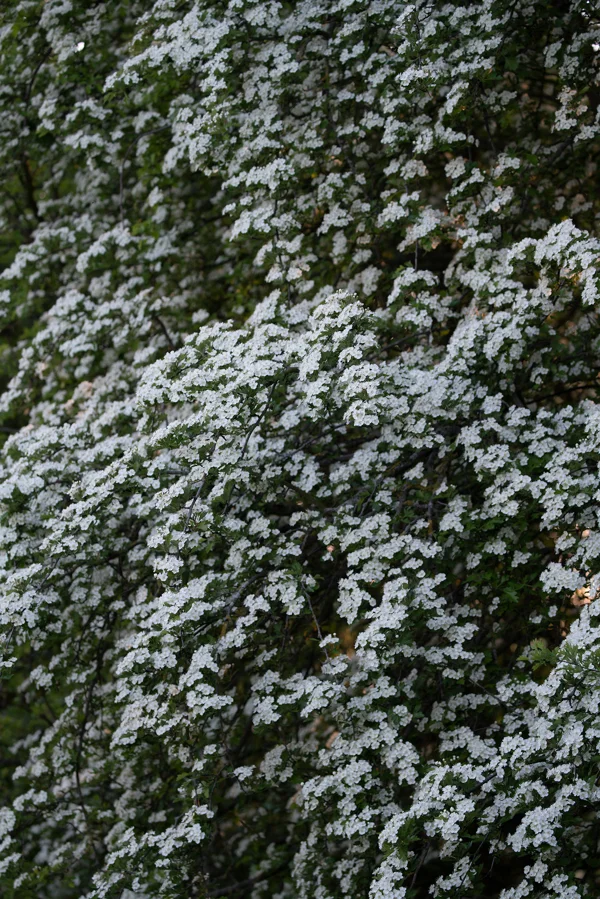 White hawthorn blossom covering a dense green hedgerow in spring