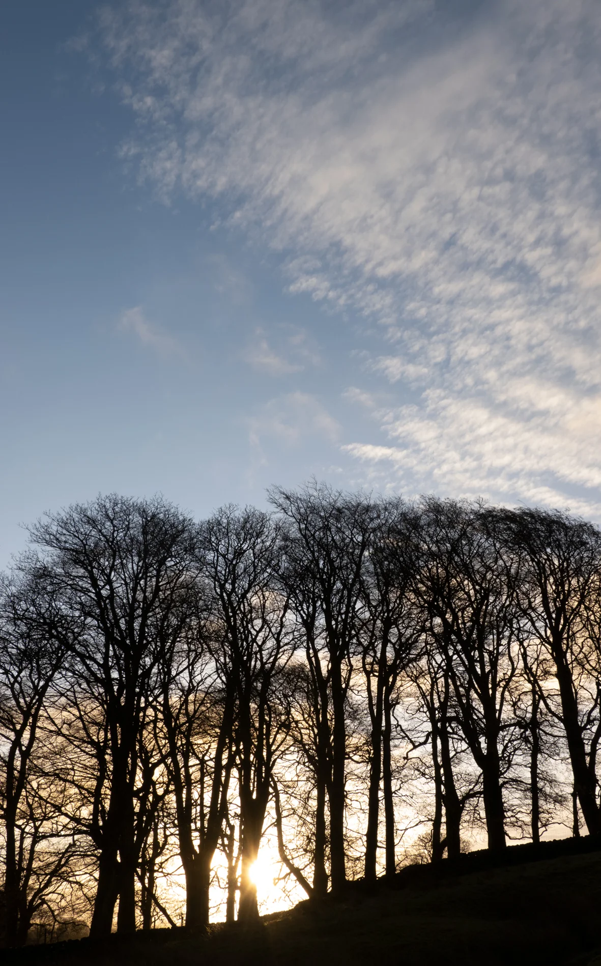 Bare winter trees silhouetted on a hillside against a glowing low sun and soft blue sky