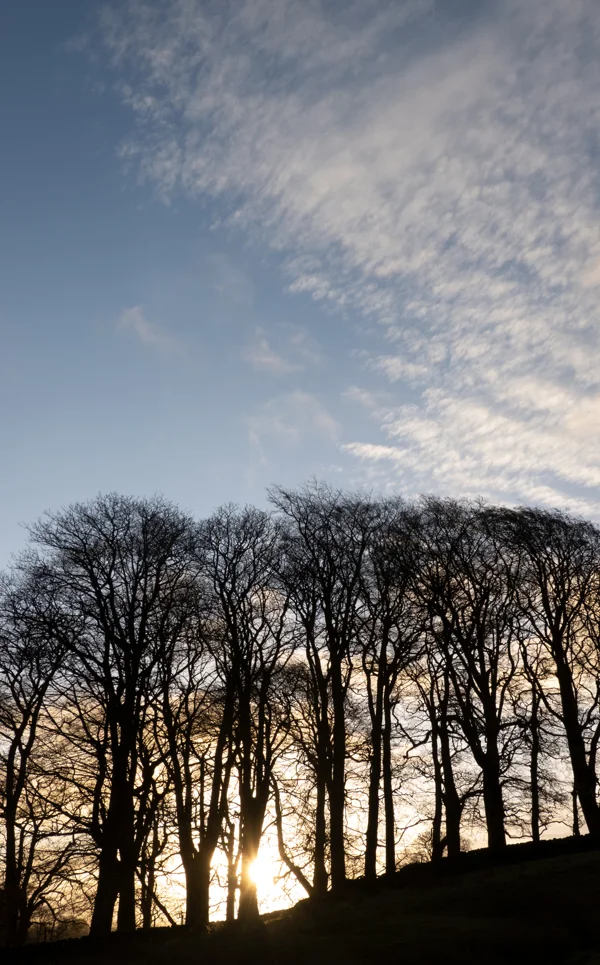 Bare winter trees silhouetted on a hillside against a glowing low sun and soft blue sky