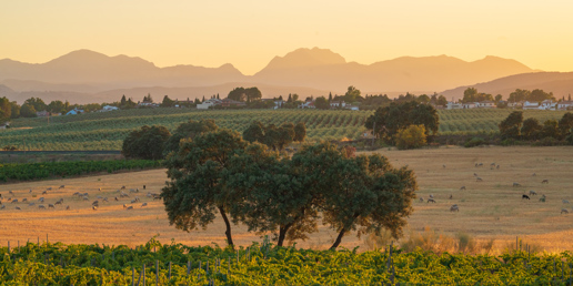  a tree with a mountain in the background