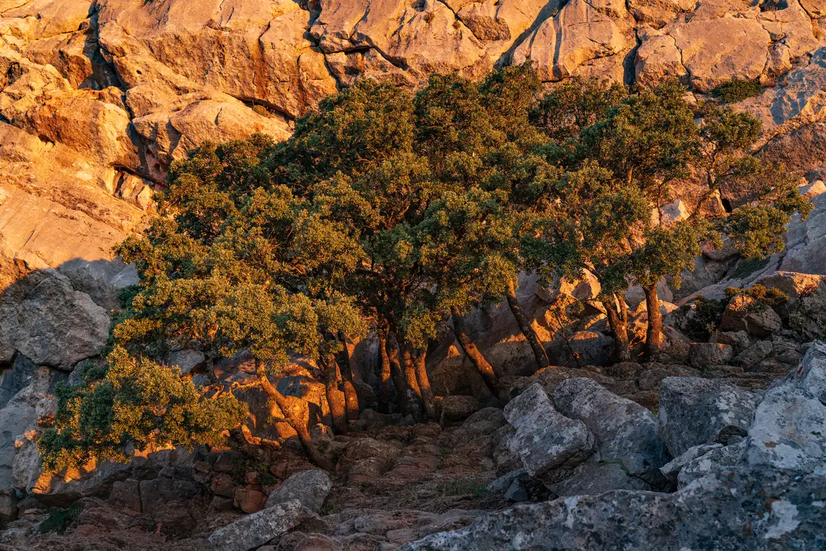 Sunlit rocky terrain with a cluster of trees casting long shadows. The rocks and foliage are bathed in warm, golden light from the setting or rising sun, creating a contrast between the rough texture of the rocks and the rich greenery of the trees.