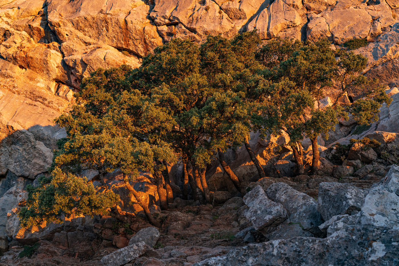  a rocky area with plants growing on it