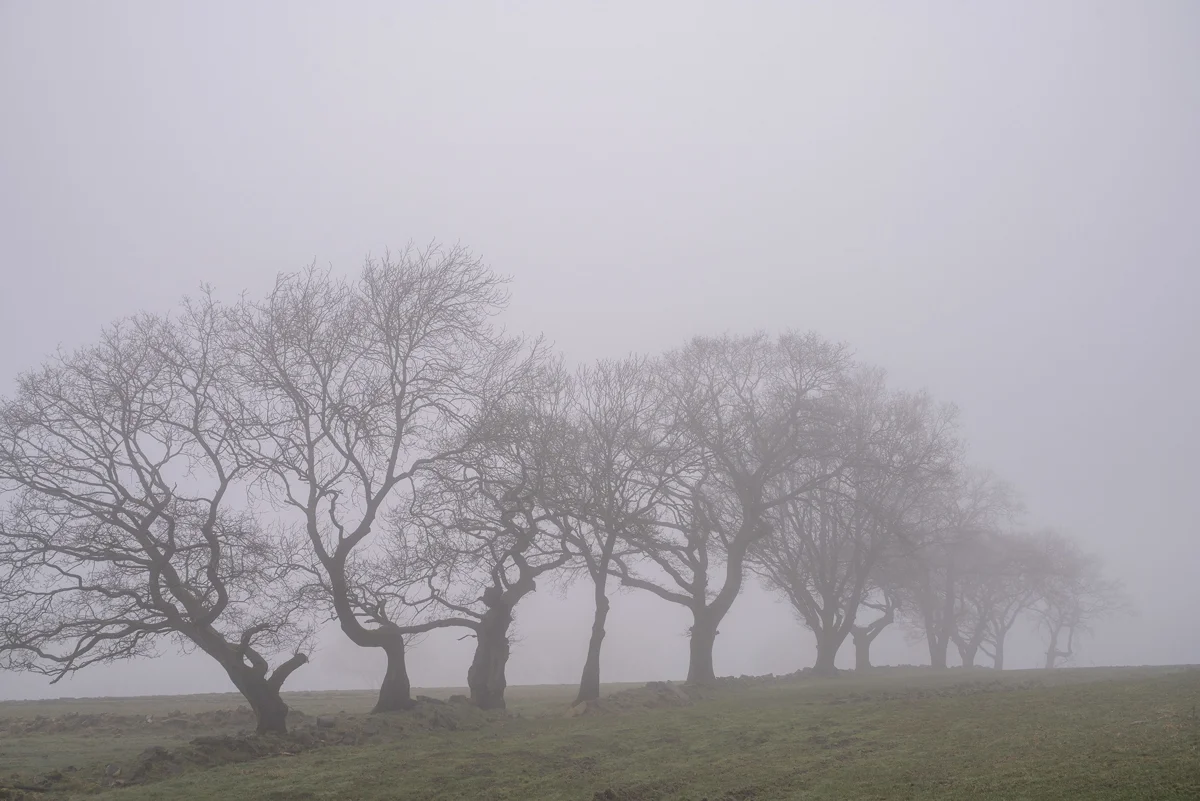 Bare windswept trees in a row across moorland, fading into thick winter fog over green grass.