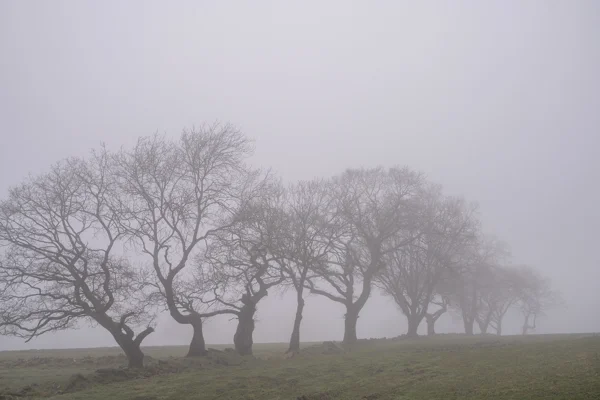 Bare windswept trees in a row across moorland, fading into thick winter fog over green grass.