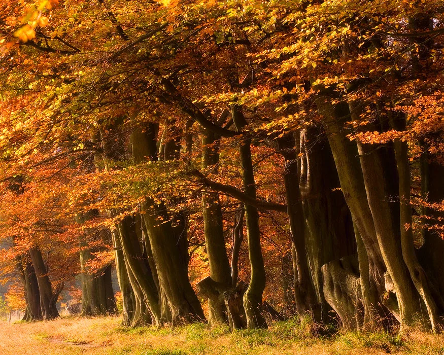 Golden light