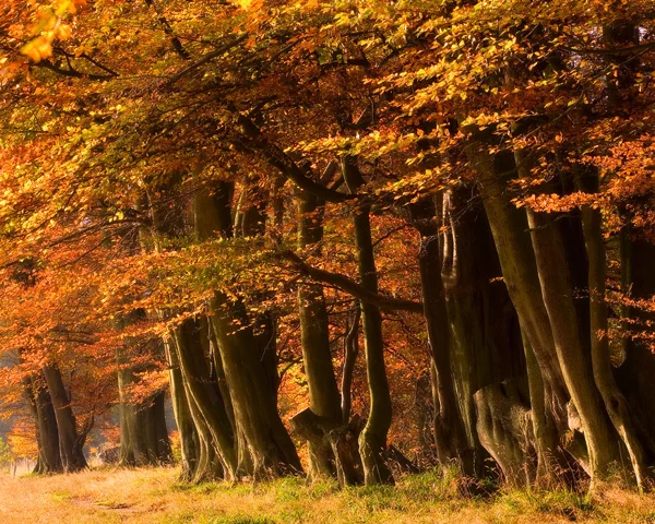 Golden light
