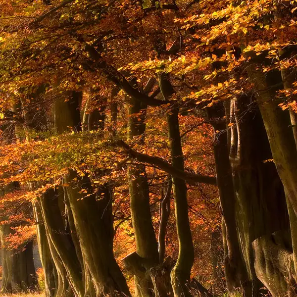 Golden light