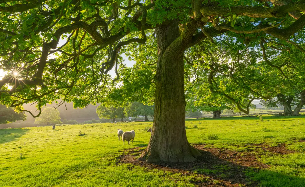 Sunlit meadow with a large oak tree in the foreground casting dappled shade. The tree's branches spread widely, with vibrant green leaves. Three sheep graze peacefully on the lush grassy field, and the sun filters through the leaves, creating a warm, soft glow across the landscape. Distant trees and rolling hills are visible in the background.