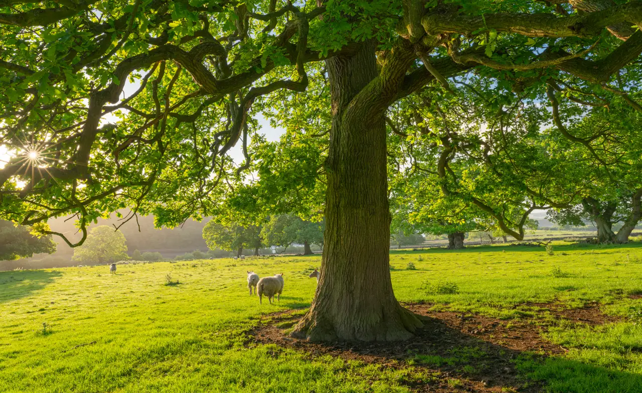 Sunlit meadow with a large oak tree in the foreground casting dappled shade. The tree's branches spread widely, with vibrant green leaves. Three sheep graze peacefully on the lush grassy field, and the sun filters through the leaves, creating a warm, soft glow across the landscape. Distant trees and rolling hills are visible in the background.