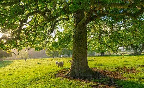 Mature oak tree with sheep grazing in a green pastoral field at sunrise, sunburst through the leaves