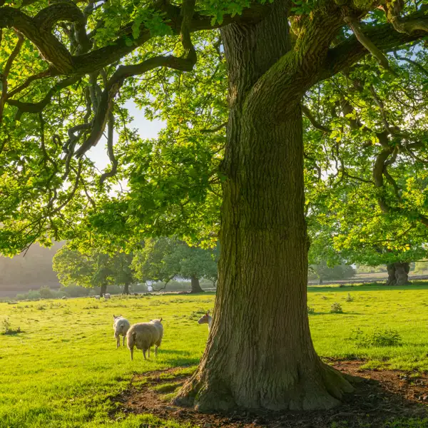 June early morning light
