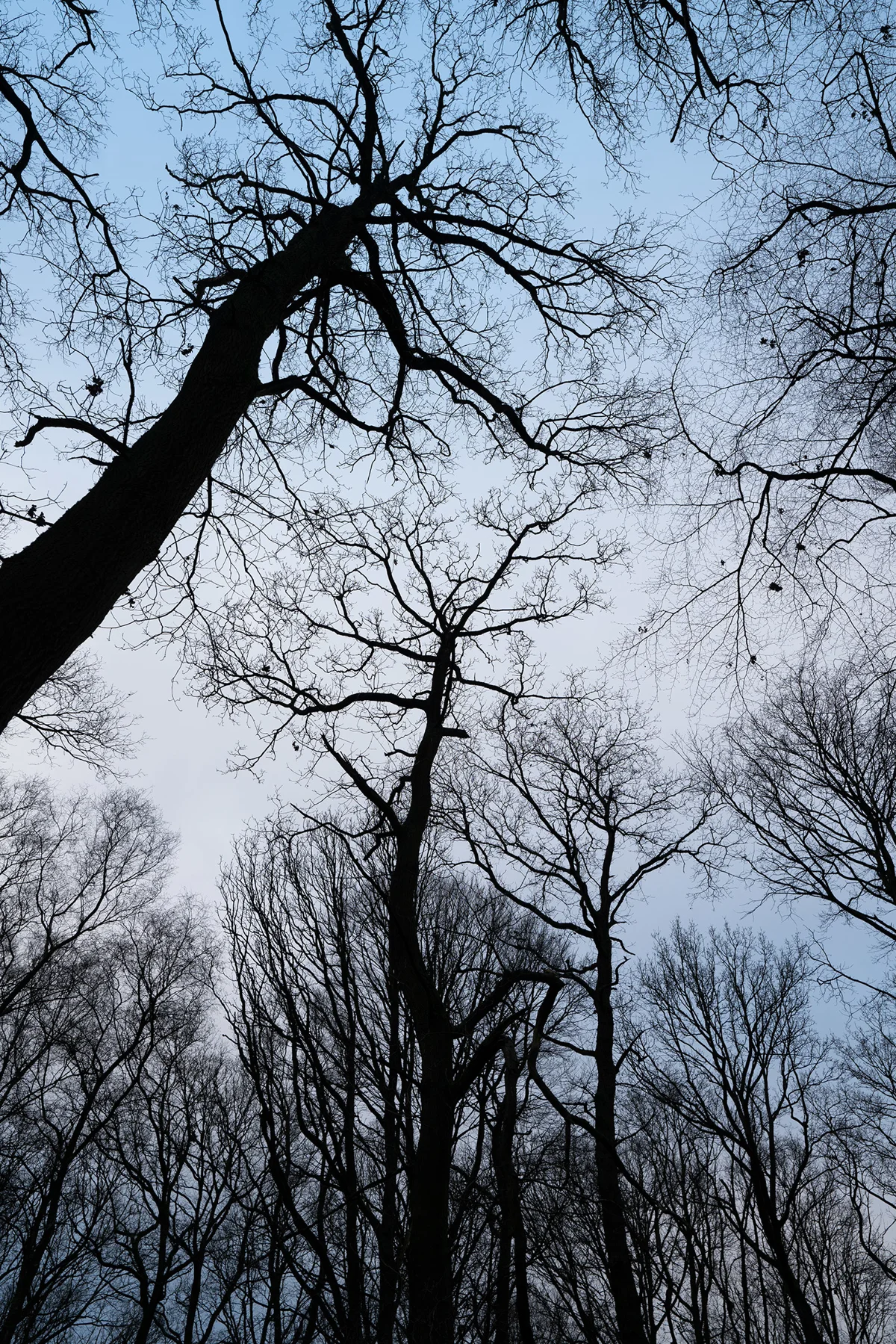 Bare winter tree canopy silhouetted against a soft blue twilight sky in dense woodland, looking upward