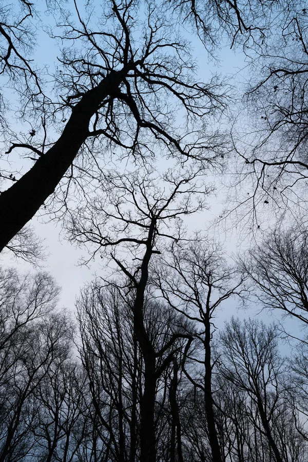 Bare winter tree canopy silhouetted against a soft blue twilight sky in dense woodland, looking upward