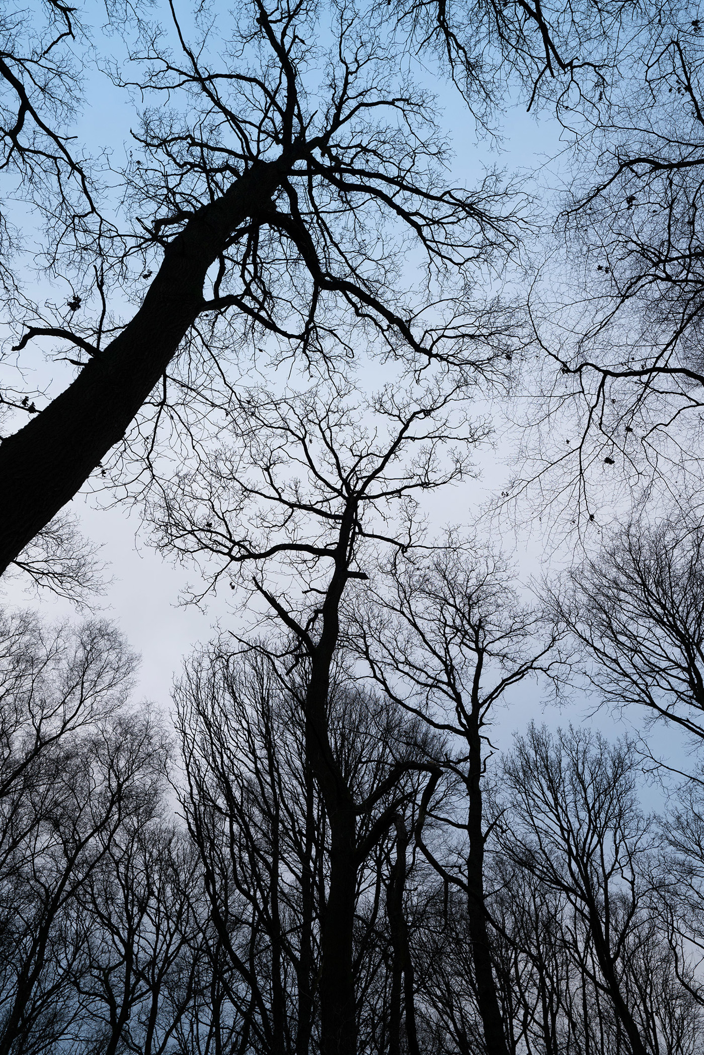  a large tree in a forest