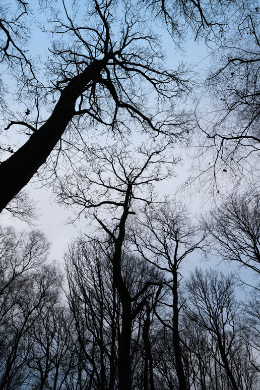  a large tree in a forest