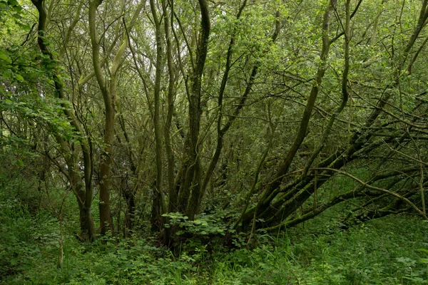 Multi-stemmed coppiced trees in dense woodland with lush green undergrowth in soft overcast light
