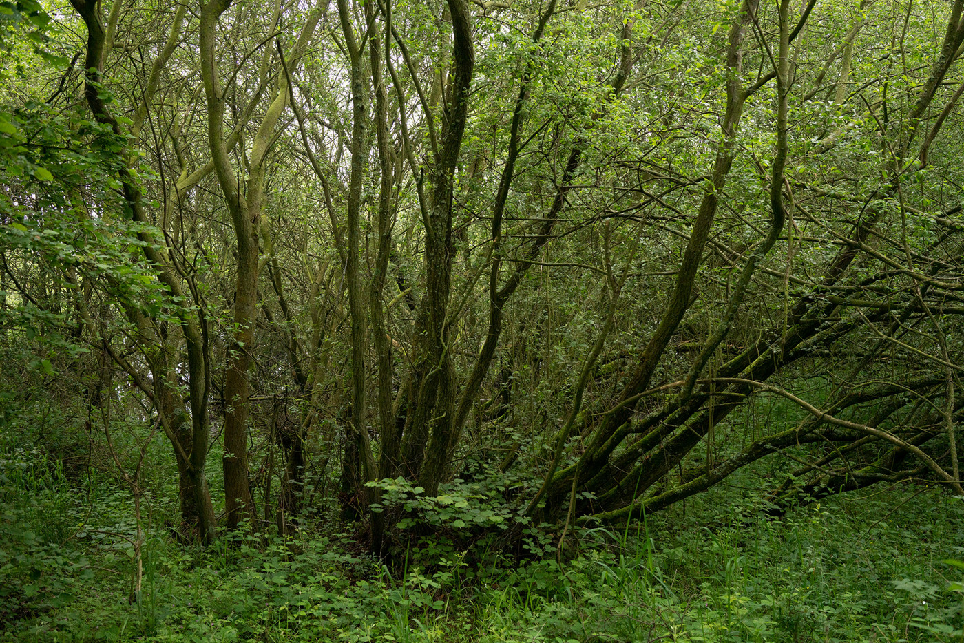  a tree in a forest