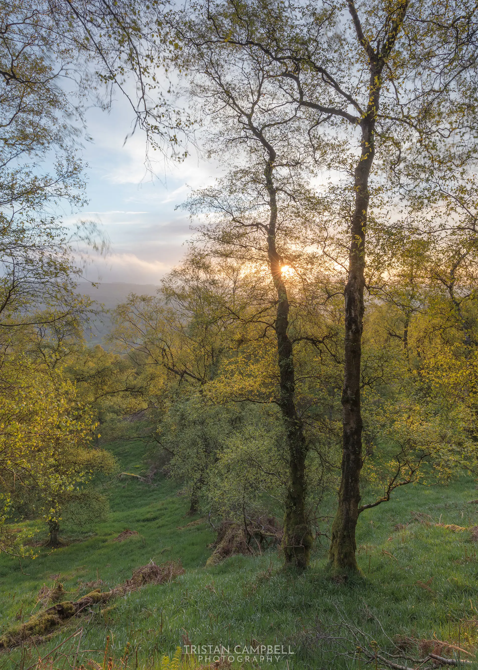 Sunlight peeks through a lush forest landscape, illuminating young green leaves on tall, slender trees. The ground is covered with green grass and scattered branches. The sky above is partially cloudy with hints of blue, suggesting an early morning or late afternoon setting.
