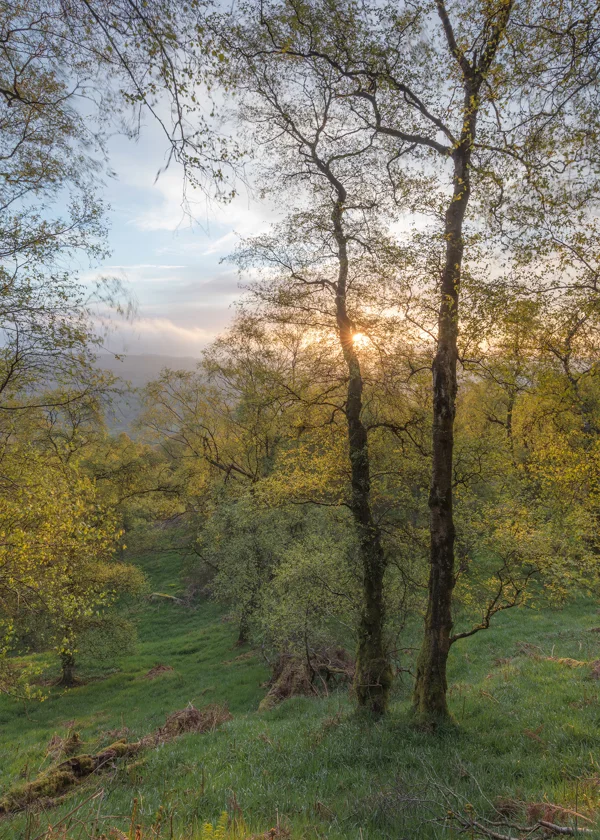 Silver birch trees on a hillside with the sun rising through branches over a misty valley in spring
