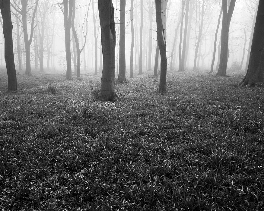 Swinsty woods