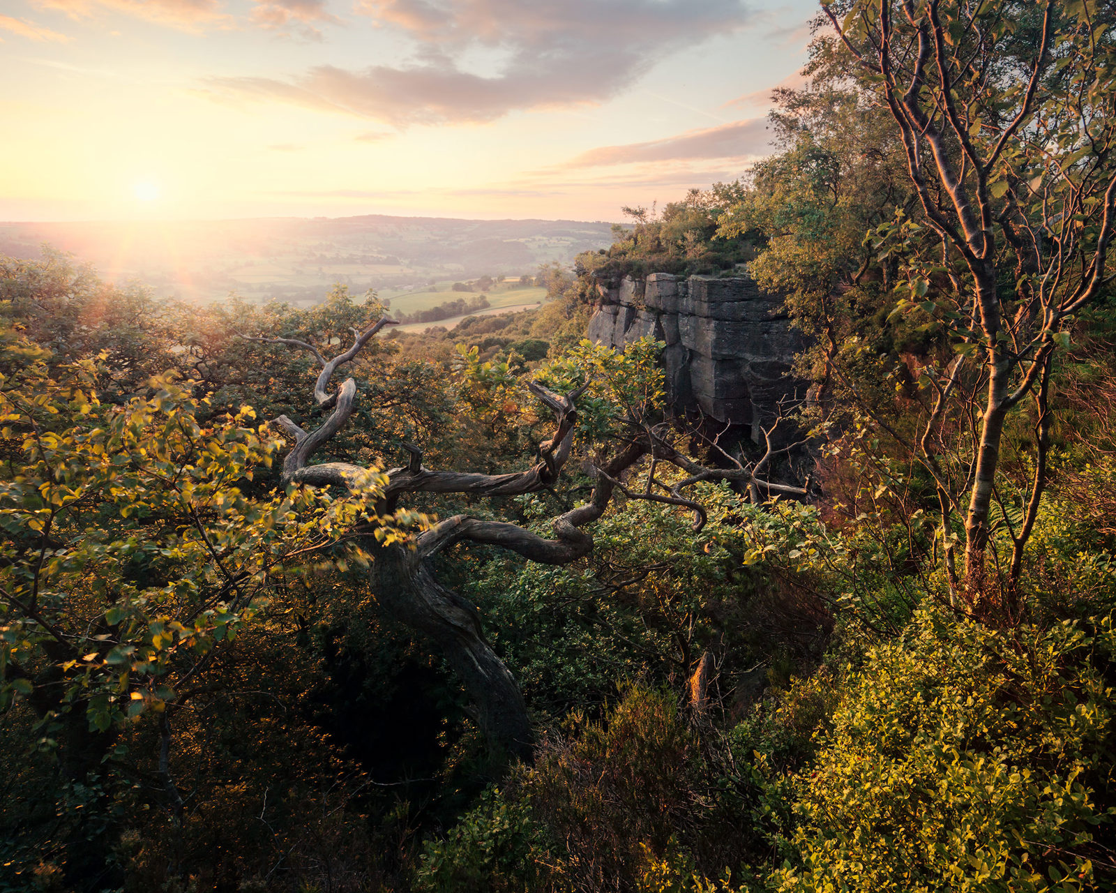 Sunset over a lush landscape with a rocky outcrop on the right. A gnarled tree with twisted branches is in the foreground, surrounded by vibrant green foliage. The warm glow of the setting sun illuminates the scene, casting long shadows and highlighting the rich textures of the vegetation and rocks. The distant horizon reveals softly rolling hills under a pastel sky.