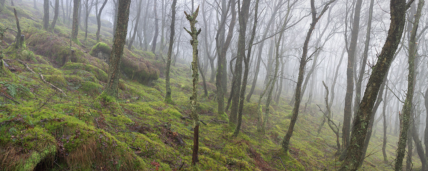 Winter woodland mist