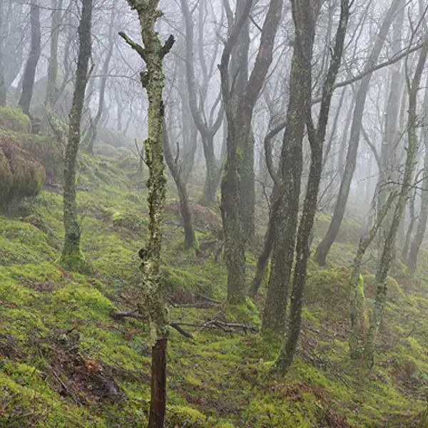 Winter woodland mist