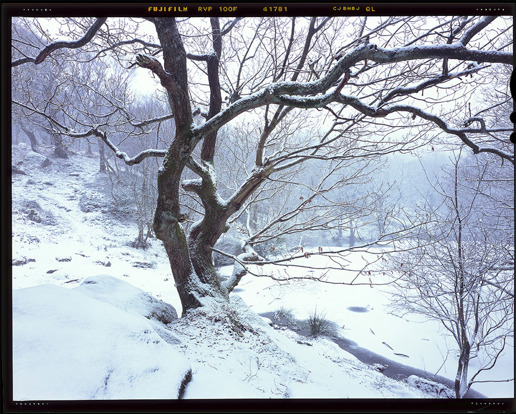 Winter woodland a tree covered in snow