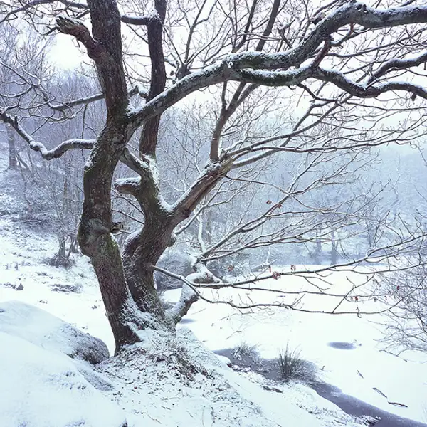 Winter woodland