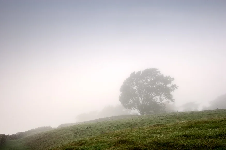 Misty Morning I