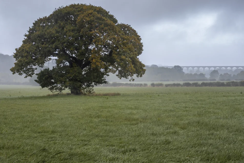 Lone oak tree in a misty meadow with an arched railway viaduct beyond on an overcast autumn morning