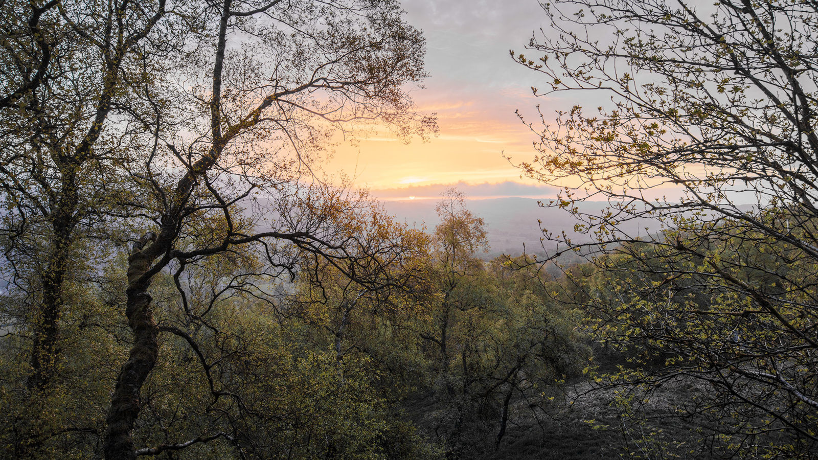 Trees with sparse branches frame a golden sunset in the background. The sky is a mix of soft orange and grey hues, casting a gentle light over the landscape. The scene feels peaceful and serene, capturing the transition between day and night.