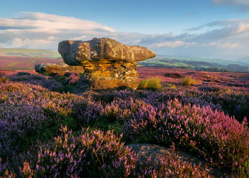 Large, weathered rock formation surrounded by vibrant purple heather on a moorland. The landscape stretches towards rolling green hills in the distance under a partly cloudy blue sky, with warm sunlight casting golden hues on the scene.