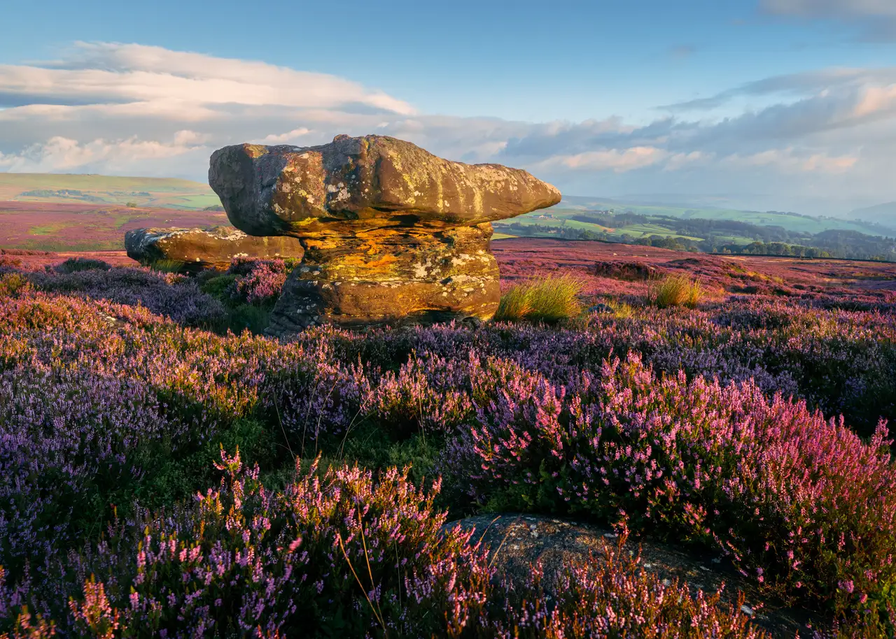 Large, weathered rock formation surrounded by vibrant purple heather on a moorland. The landscape stretches towards rolling green hills in the distance under a partly cloudy blue sky, with warm sunlight casting golden hues on the scene.