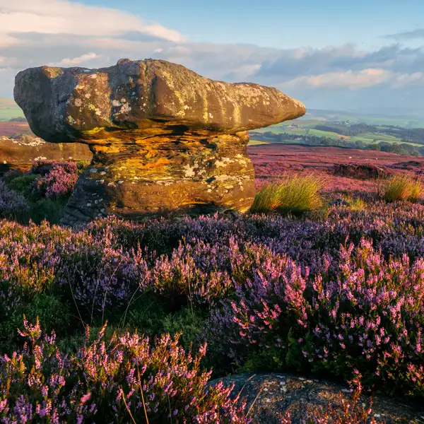 August Heather