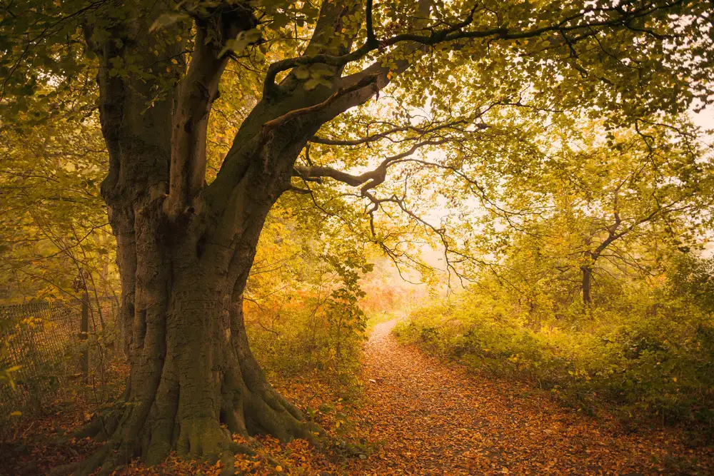 A large, gnarled tree with thick branches and vibrant green leaves stands on the left. A narrow, leaf-covered path winds through a forest bathed in warm, golden light, creating a serene and inviting atmosphere. The dense foliage arches over the path, with hints of light filtering through the leaves.