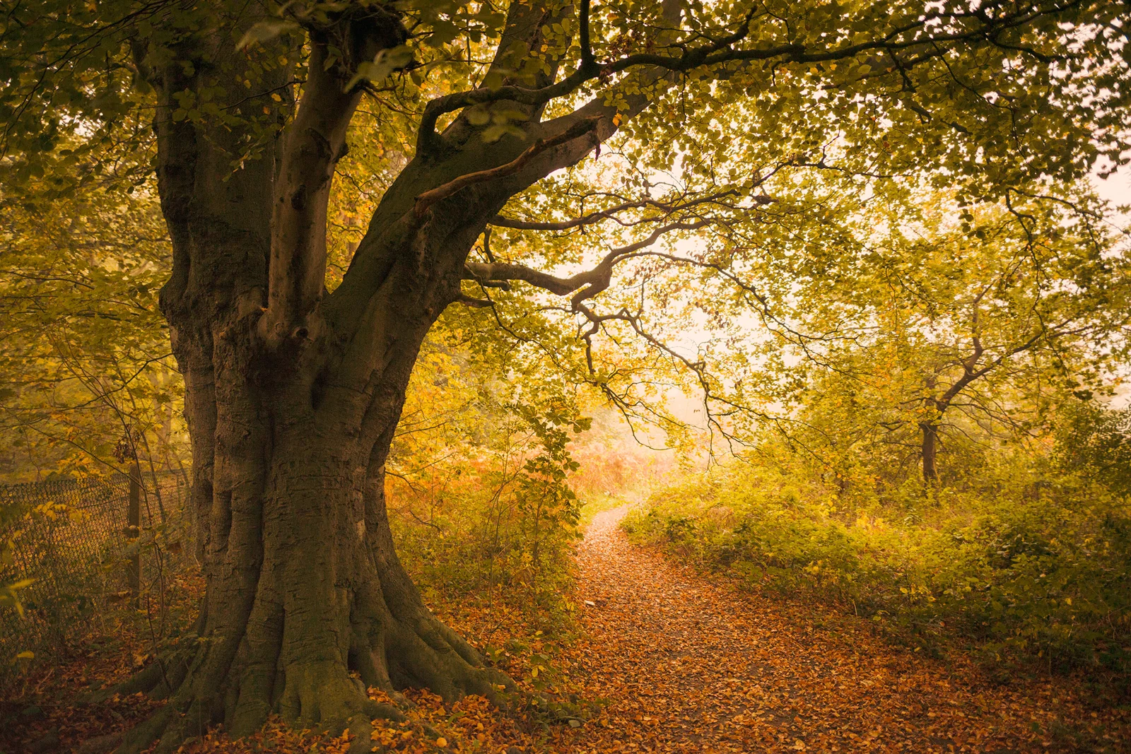 Ancient beech tree beside a leaf-strewn woodland path in golden autumn light