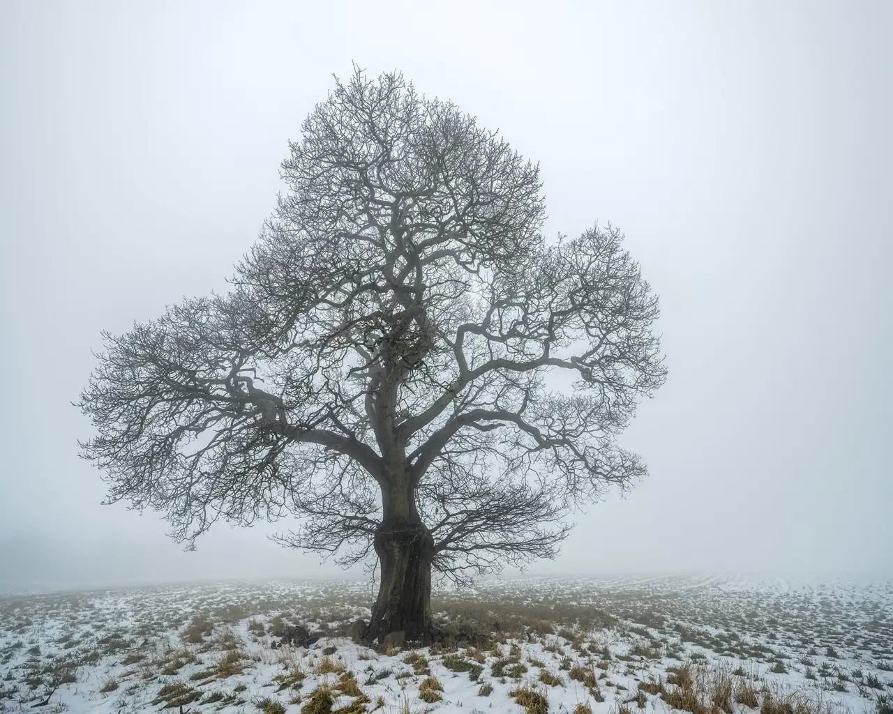 Bare tree with sprawling branches stands solitary in a misty field. The ground is lightly dusted with snow, revealing patches of brown grass. The fog envelops the background, creating a tranquil and atmospheric scene.