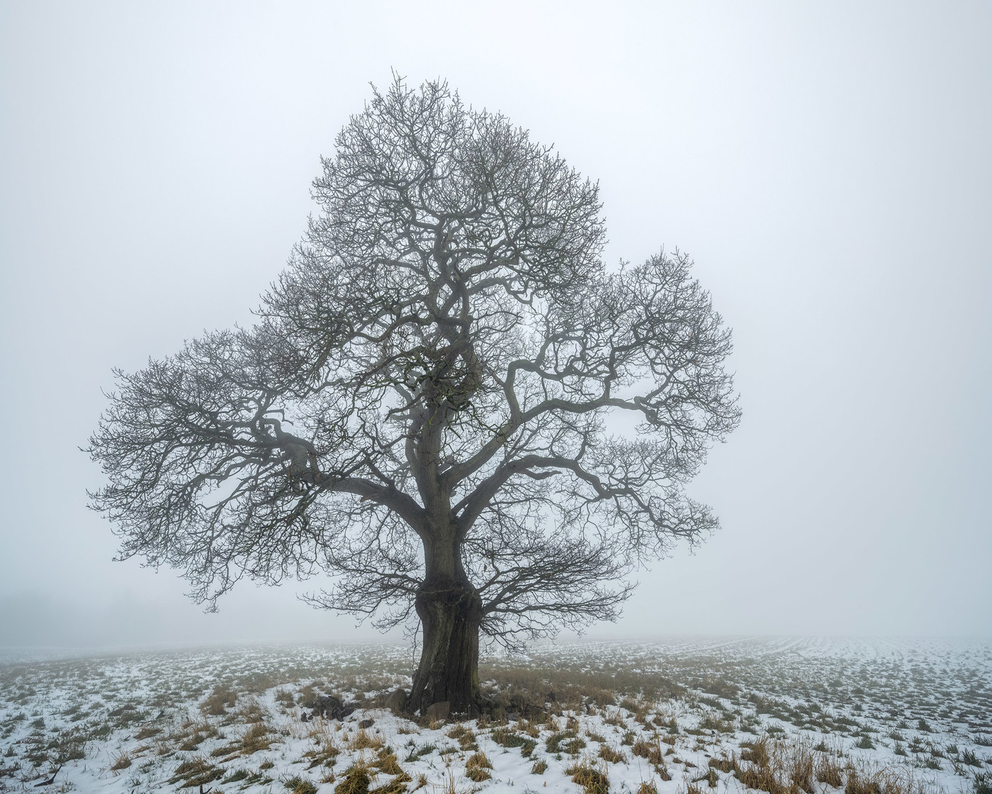  a tree next to a body of water