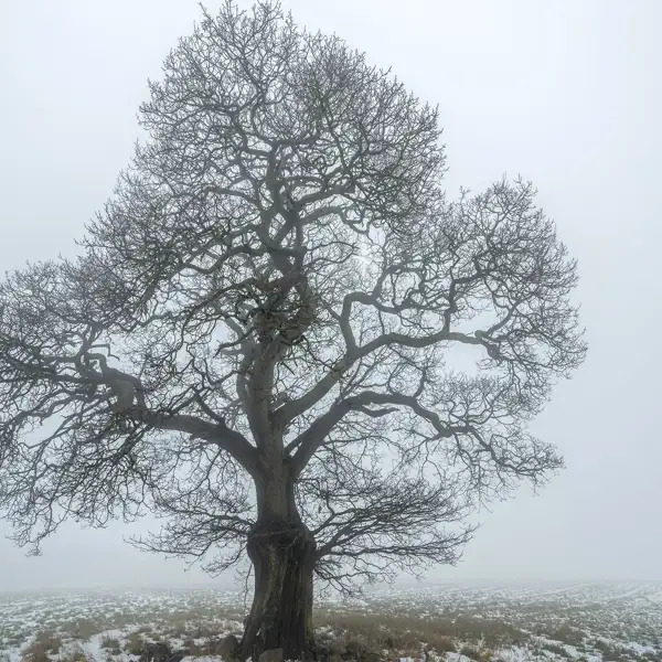Crimple Valley Snow