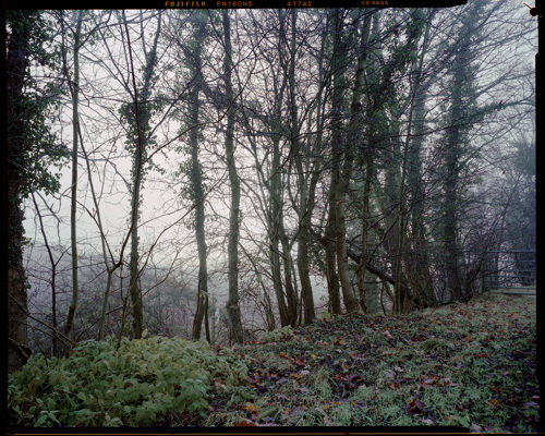 Edge Land:  a tree in a forest