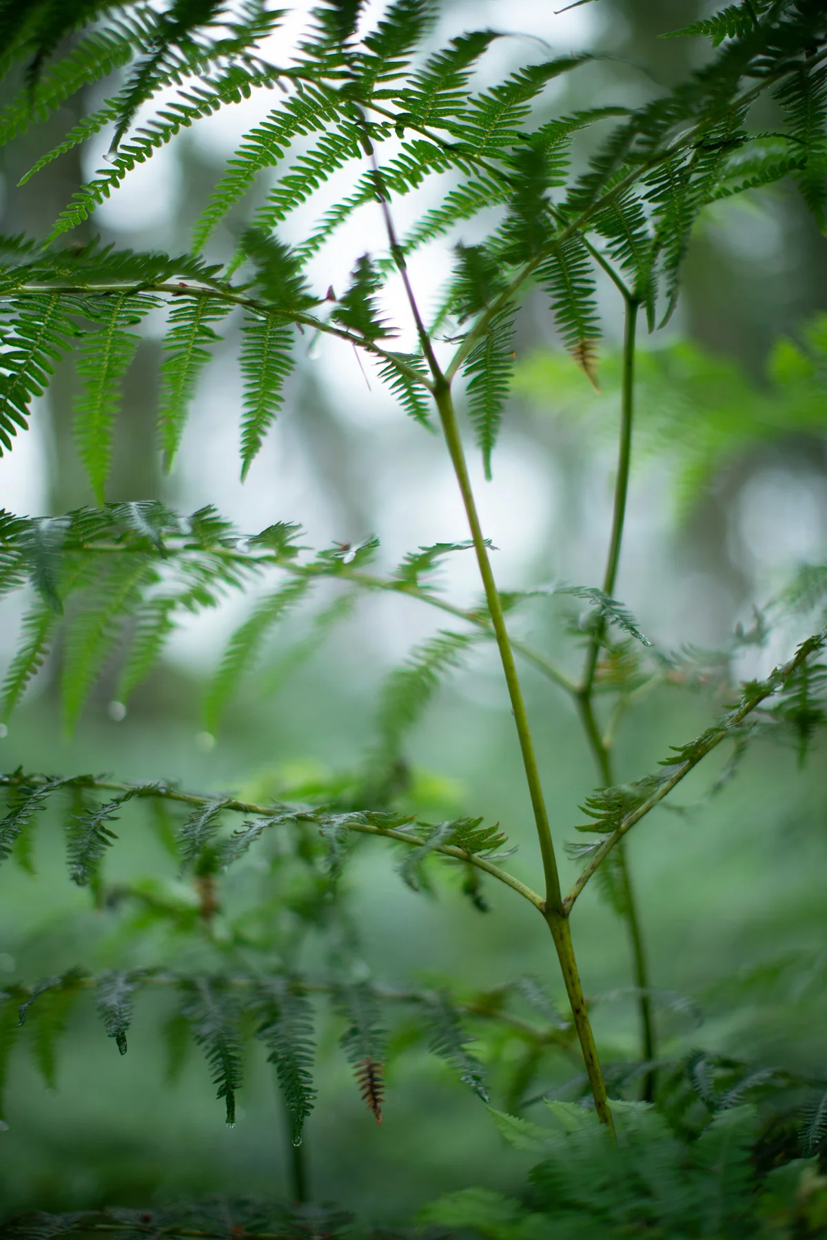 Bracken fern fronds in soft woodland light, raindrops clinging to green leaves on a misty day