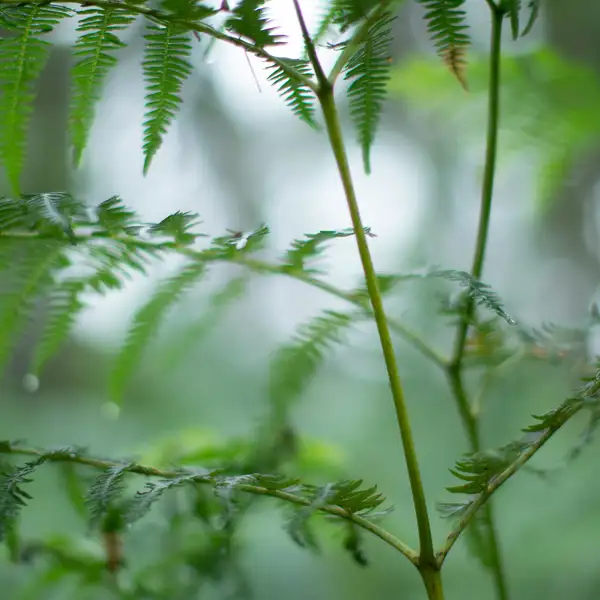 Rainy woodland