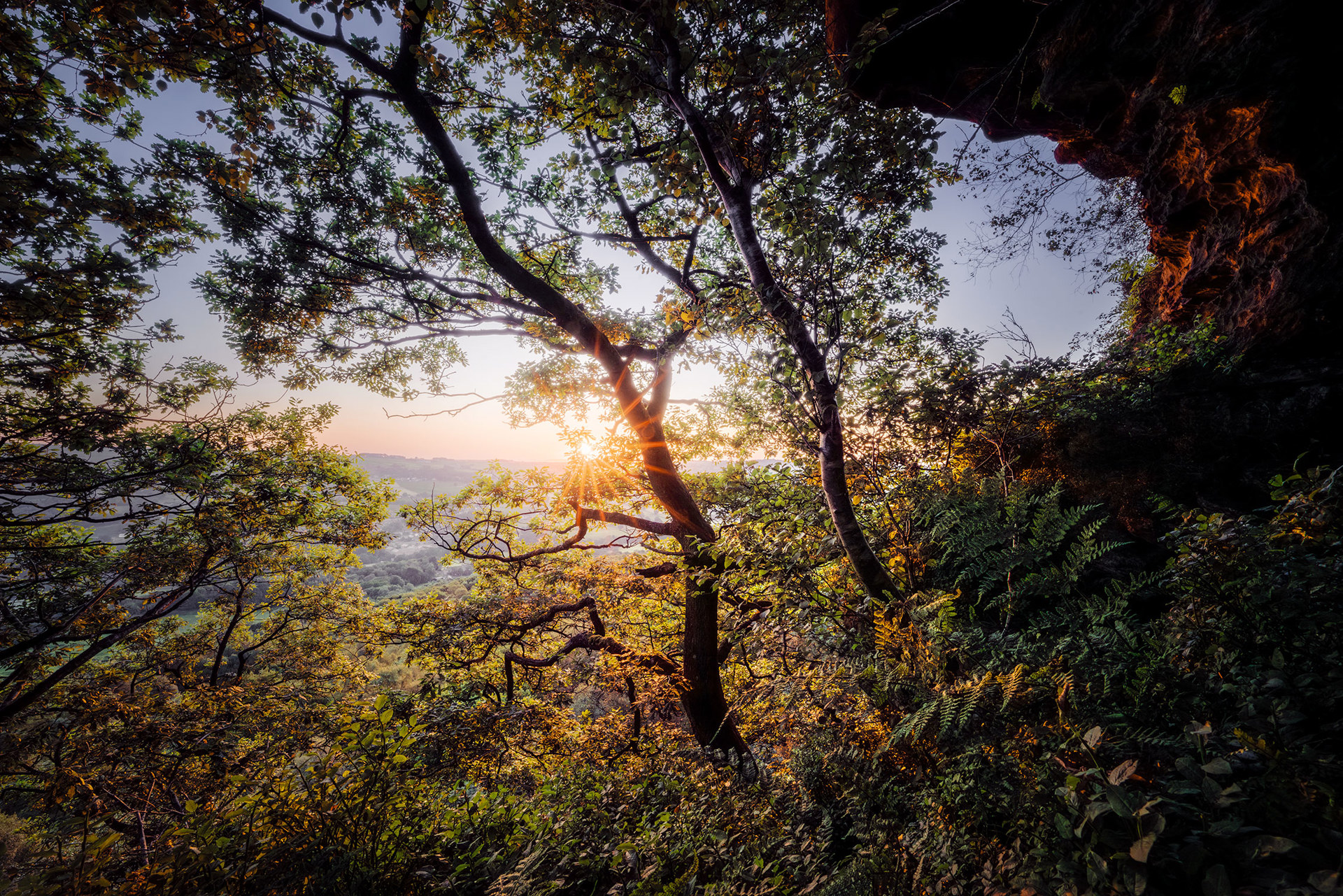 Sunlight filters through the branches and leaves of a dense tree, casting a warm glow over the lush greenery below. The scene includes a variety of plants and ferns, with a backdrop of rolling hills and a clear sky just beyond the trees. The sunlight creates a serene and picturesque forest atmosphere.