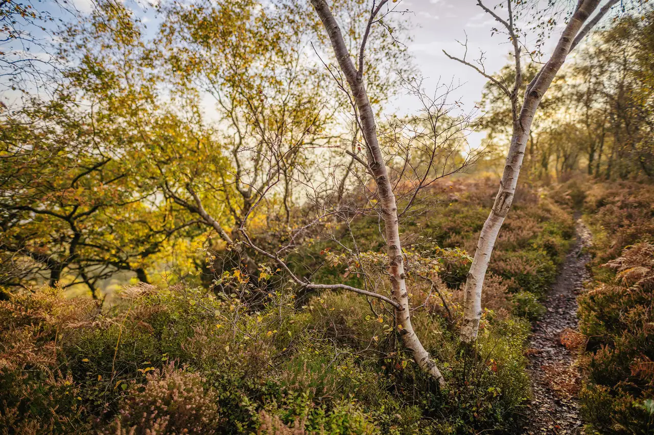 Birch trees with white bark stand in a vibrant, autumnal woodland. The ground is covered with heather and lush undergrowth, and a narrow, winding path leads through the scene. Sunlight filters through the golden leaves, creating a warm, serene atmosphere.