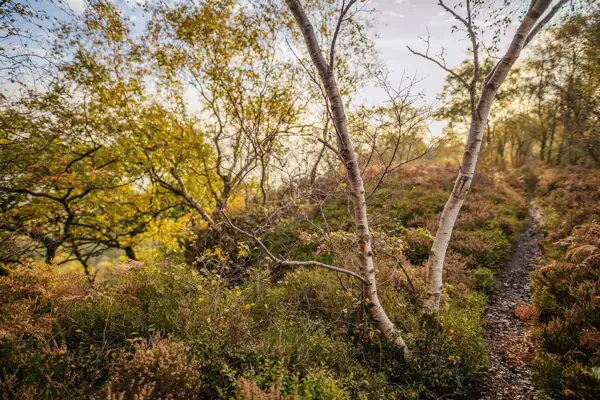 Birch trees with white bark stand in a vibrant, autumnal woodland. The ground is covered with heather and lush undergrowth, and a narrow, winding path leads through the scene. Sunlight filters through the golden leaves, creating a warm, serene atmosphere.